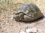 Tortue